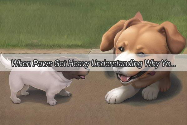 When Paws Get Heavy Understanding Why Your Dog Wants to Nap All the Time